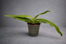 Paphiopedilum sanderianum –