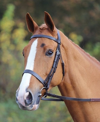 Shires velociti gara - velociti,