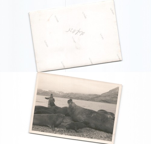 See elefant - (dif035),