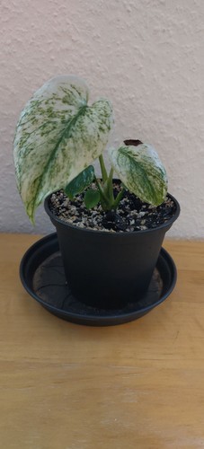 Monstera deliciosa mint - deliciosa,