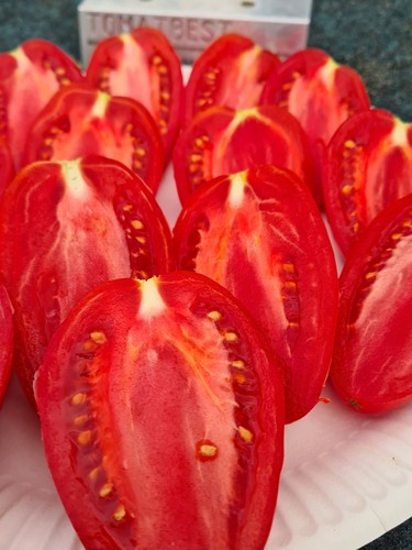 Tomatensamen desperado - tomatensamen,