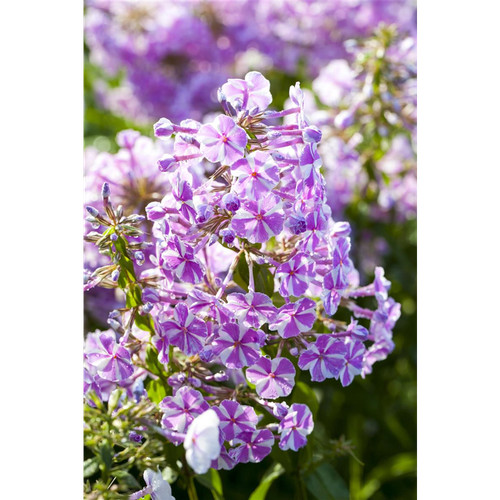 Phlox maculata natascha - phlox,