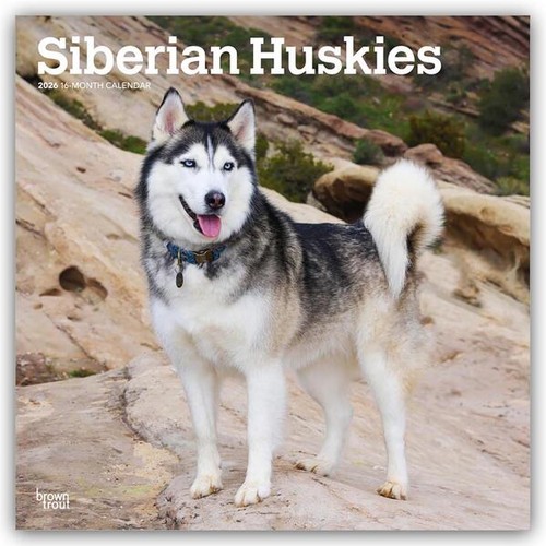 Siberian huskies - huskies,