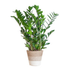 Zamioculcas zamiifolia – Glücksfeder – 80 cm – Ø 21 cm – mit Pflanzkor