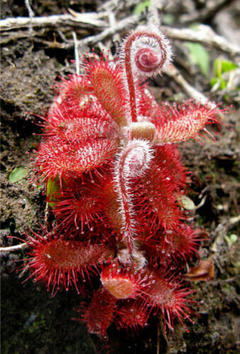 Drosera montana 10 samen - drosera,