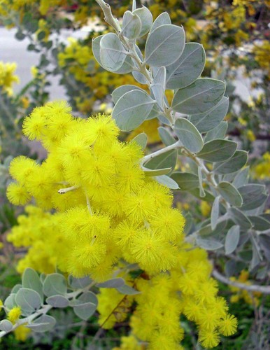 Acacia podalyriifolia silver - -,