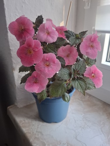 Achimenes verschiedene - achimenes, –