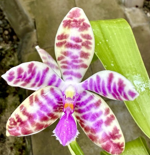 Phalaenopsis species select - phalaenopsis,