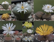 Lithops Mix 100 Samen