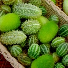 Exotische Mini Gurken Mix