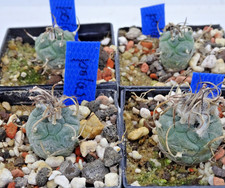 Kakteen – Kaktus – Turbinicarpus polaskii - 1 Pflanze