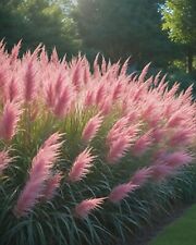 ZS 1885XM Pampasgras rosa Federgras Seeds Zaden Ziergras Samen Stück 50 Preis