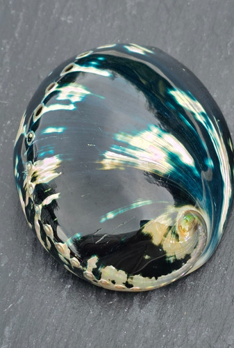 Rarität schwarze abalone - rarität,