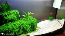 Fluval Spec Großpflanzgefäß