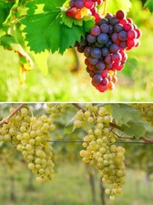  2 x Weintrauben Phönix + Vanessa rot grün kernarm Weinreben Stock 60/100 cm