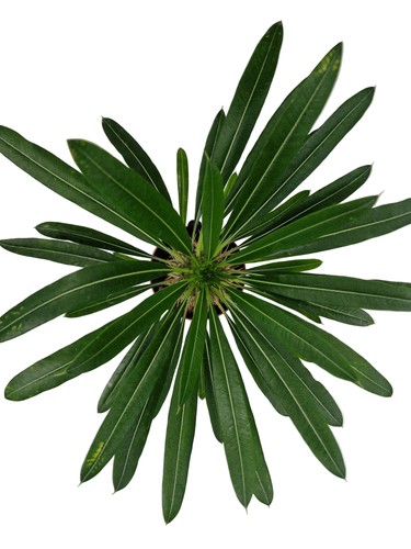 Pachypodium lamerei