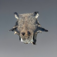 Großes Wildschweinfell –
