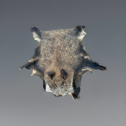 Großes wildschweinfell - großes, –