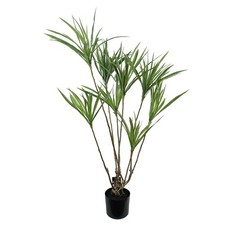 Drachenbaum Dracaena Pflanze