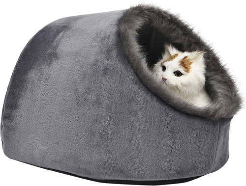 Katze kleiner hund - katze,
