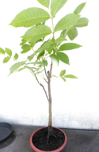 Bonsai outdoor walnuss - bonsai,