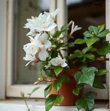 Oleander Stecklinge weiß / winterharte Pflanzen Blumen für den Garten Deko