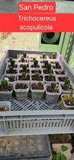 San pedro kaktus - pedro,