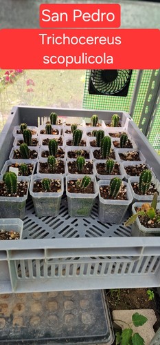 San pedro kaktus - san,