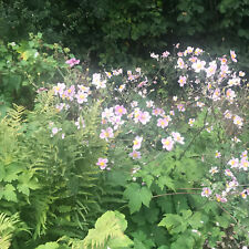 Anemone hupehensis Pflanze Staude vielfältig wachsend