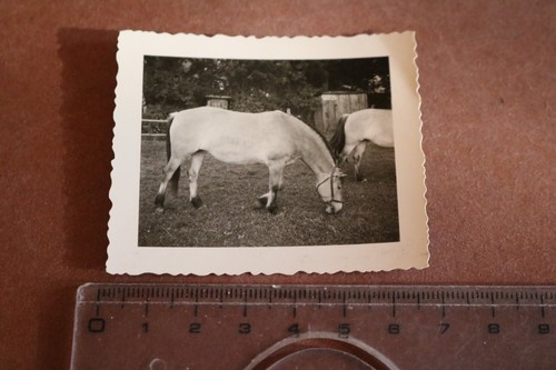 Tolles altes foto pferd am - altes,