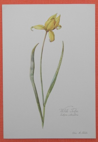 Wilde tulpe tulipa sylvestris - wilde,