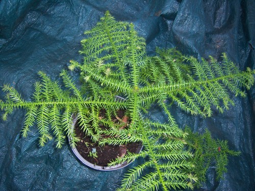 Araucaria cunninghamii bonsai - araucaria, cunninghamii,