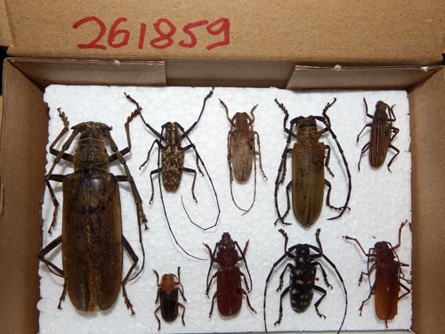 Insekten seltene - 10,