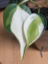 Philodendron Cream Splash Tricolor (Syngonium/Monstera)