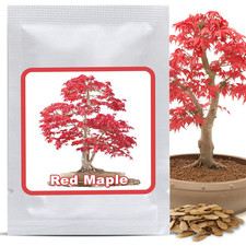 Bonsai Samen 20 Stück  -