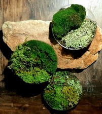 Terrarium Moos 9 cm Petrischale – Natur Moosmix Pfälzerwald – Terrariumpflanze