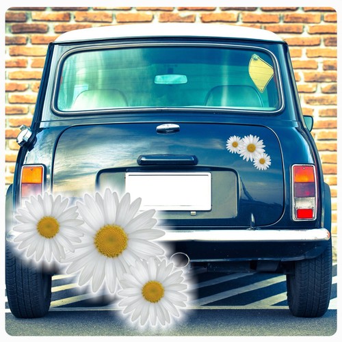Margerite blumen auto - blumen,