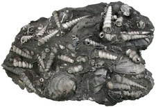 Miozän Top Schaustufe mit