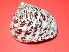 Trochus Nilotic-Riesen-Kreiselschnecke Meeresschnecke aus dem Indopazifik 8,0 cm