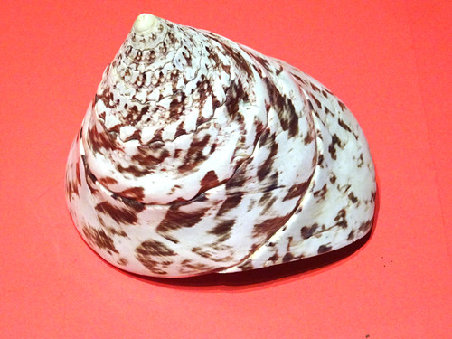 Trochus