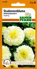 Studentenblume Kilimandscharo - üppig gefüllte cremeweiße Blüten - Tagetes Samen