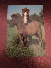 Pferdepostkarte Pony Stute mit Fohlen AK Pferd 