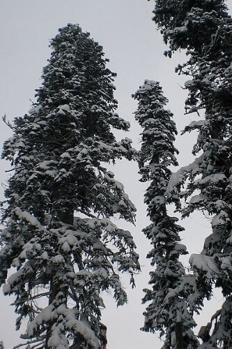 Nordmann tanne abies - nordmann-tanne, -abies