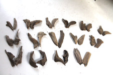 Schwemmholz Treibholz  28