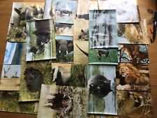 EUROPA Bilderdienst Birkel WEHRHAFTES WILD IN AFRIKA 50 UNGEKLEBTE BILDER