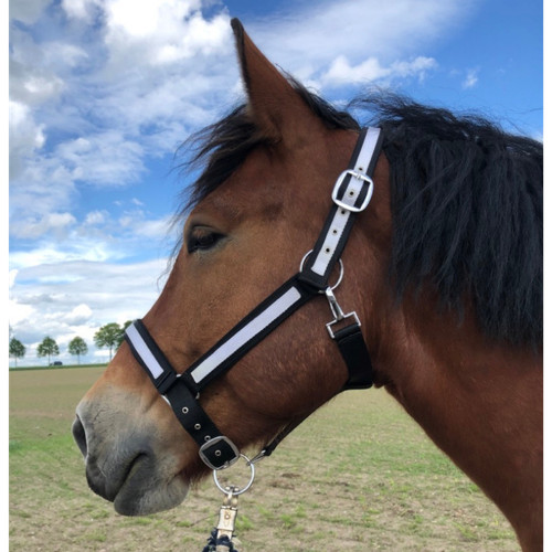 Halfter pferd kaltblut xxl - pferd,