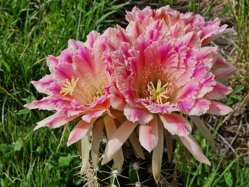 Echinopsis-Trichocereus-Hybrid