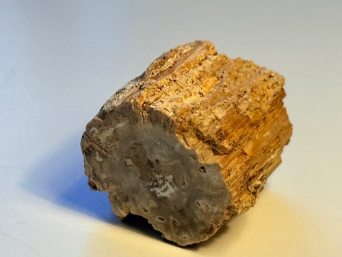 Versteinertes holz madagaskar - versteinertes,