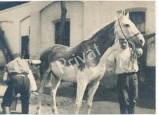 Foto WK I Pferd Kavallerie