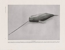Narwal Monodon monoceros Wal wale DRUCK von 1912 Zahnwale Odontoceti Narwhal